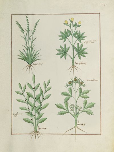 السيدة الاب. Fv VI  1 فل. 126r الصف العلوي: Lolni و Geranium. الصف السفلي: Daphnoides و Parsley ، توضيح من كتاب الأدوية البسيطة ، بقلم Matteaus Platearius (dc1161) c.1470 بواسطة Robinet Testard